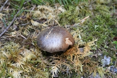 Cortinarius subolivascens