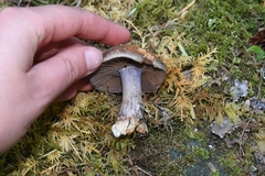 Cortinarius subolivascens