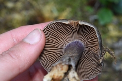 Cortinarius subolivascens