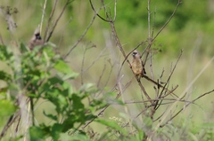 Colius striatus rhodesiae