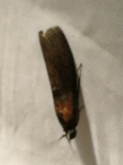 Sciota fumella