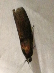 Sciota fumella