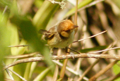 Euscarthmus fulviceps