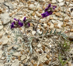 Oxytropis besseyi