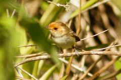 Euscarthmus fulviceps