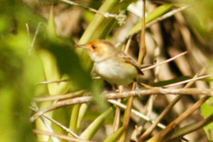 Euscarthmus fulviceps