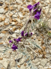 Oxytropis besseyi