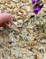 Oxytropis besseyi