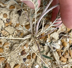 Oxytropis besseyi