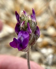 Oxytropis besseyi