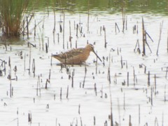Limnodromus griseus hendersoni