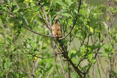 Colius striatus rhodesiae