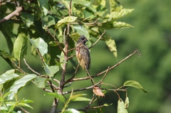 Colius striatus rhodesiae