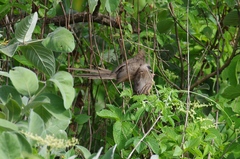 Colius striatus rhodesiae