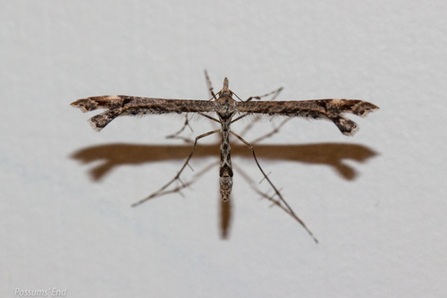 Amblyptilia repletalis photo 6