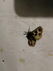 Watsonarctia deserta