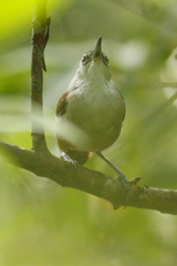 Cantorchilus superciliaris