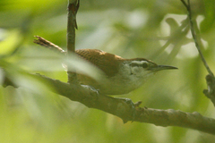 Cantorchilus superciliaris