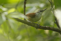 Cantorchilus superciliaris