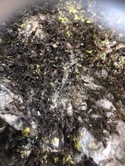 Frullania bolanderi