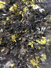 Frullania bolanderi