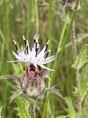 Carthamus caeruleus