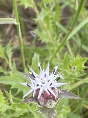 Carthamus caeruleus
