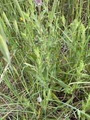 Carthamus caeruleus