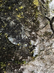Frullania bolanderi