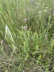 Carthamus caeruleus