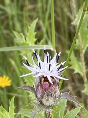 Carthamus caeruleus