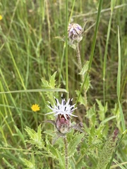 Carthamus caeruleus