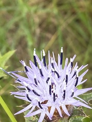 Carthamus caeruleus