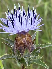 Carthamus caeruleus