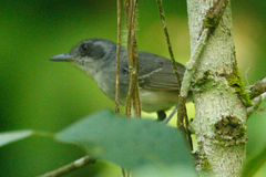 Dysithamnus mentalis