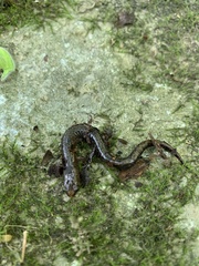 Plethodon dorsalis