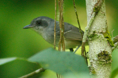 Dysithamnus mentalis