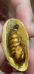 Bombyx mori