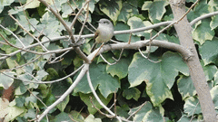 Colorhamphus parvirostris