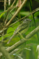 Myiopagis subplacens