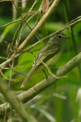 Myiopagis subplacens