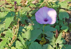 Convolvulus althaeoides