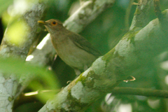 Turdus maculirostris