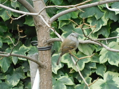 Colorhamphus parvirostris