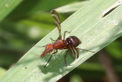 Tritoxa incurva