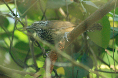 Pheugopedius sclateri