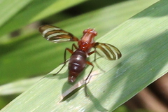 Tritoxa incurva