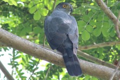 Accipiter bicolor