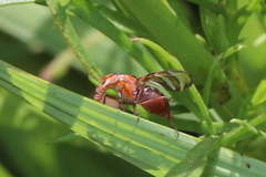 Tritoxa incurva