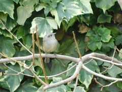 Colorhamphus parvirostris